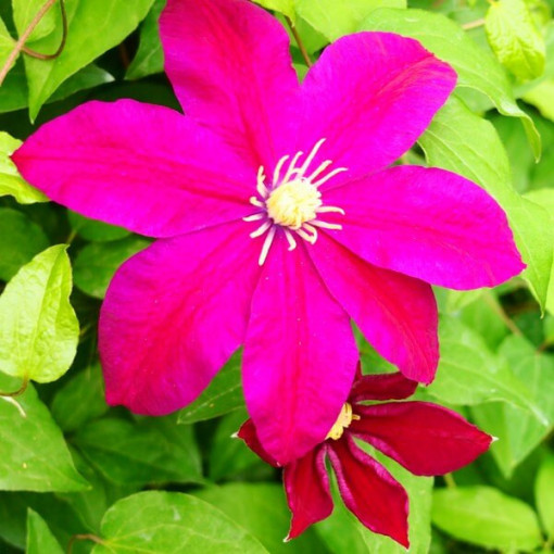 Clematis Sunset (large-flowered) cont.2l