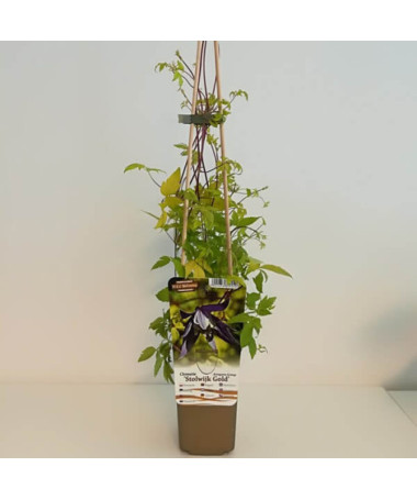 Clematis Stolwijk Gold cont. 2L
