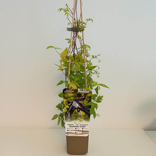 Clematis Stolwijk Gold cont. 2L