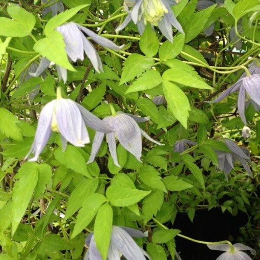 Clematis Stolwijk Gold cont. 2L
