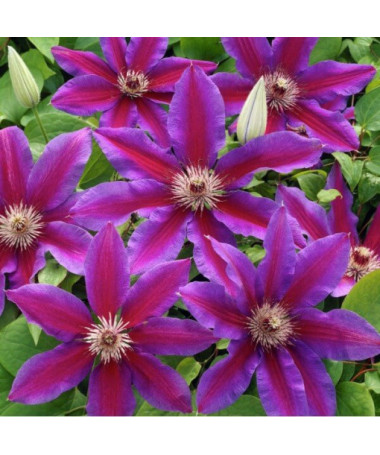 Clematis Star of India 4l