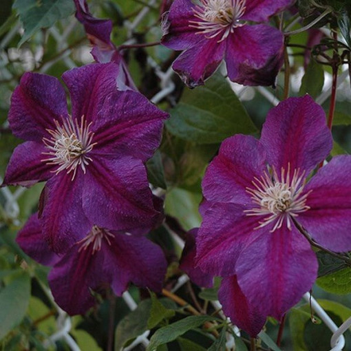 Clematis Star of India 2l