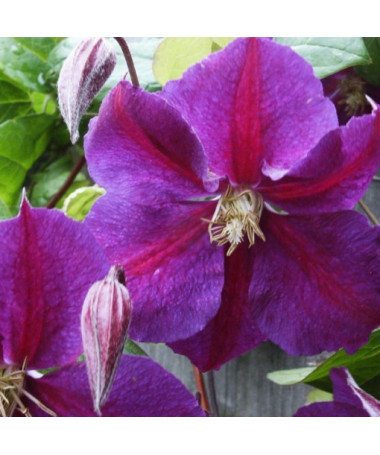 Clematis Star of India 2l