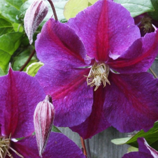 Clematis Star of India 2l
