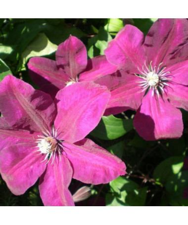Clematis ‘Rouge Cardinal' (large‑flowered) 4‑litre pot
