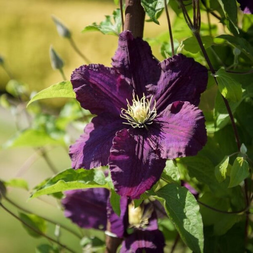 Clematis Romantica in 4L container