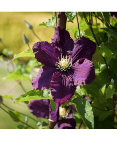 Clematis Romantica in 4L container