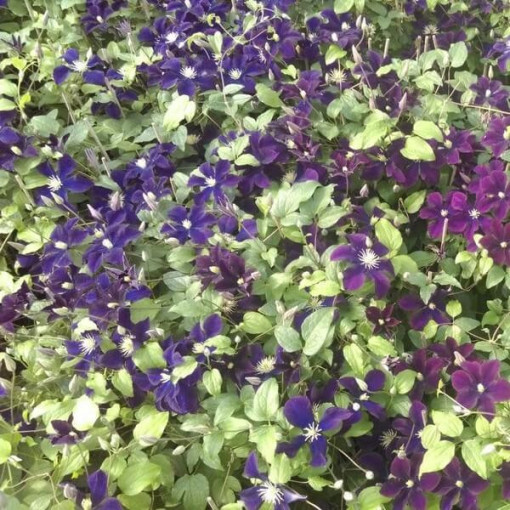 Clematis Romantica in 4L container