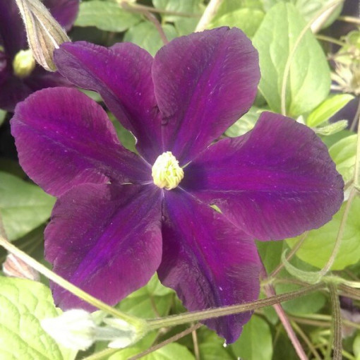 Clematis Romantica in 2L container