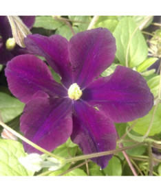 Clematis Romantica in 2L container