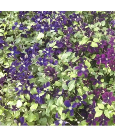 Clematis Romantica in 2L container