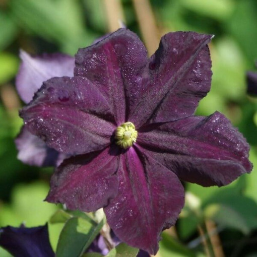 Clematis Romantica in 2L container