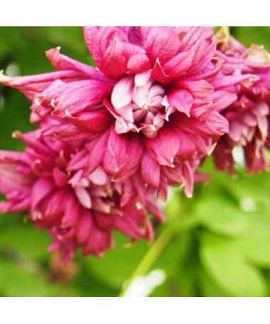 Clematis Purpurea Plena Elegans (viticella) cont. 2L