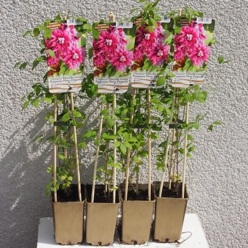 Clematis Purpurea Plena Elegans (viticella) cont. 2L