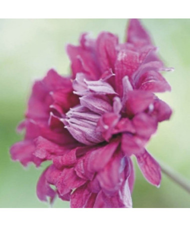 Clematis Purpurea Plena Elegans (viticella) cont. 4l