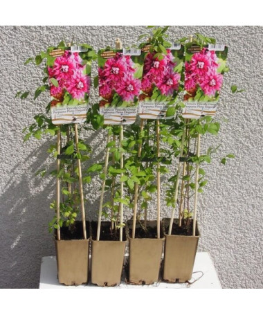 Clematis Purpurea Plena Elegans (viticella) cont. 4l