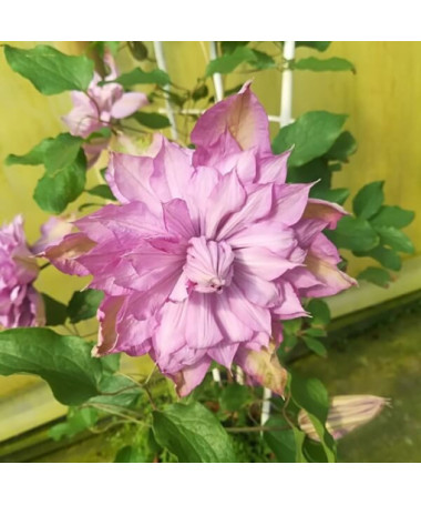 Clematis Proteus (large‑flowered) DOUBLE, cont. 4L