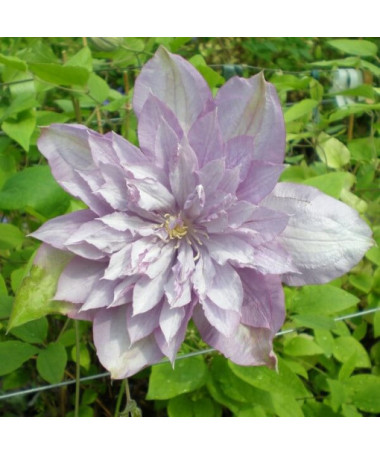 Clematis Proteus (large‑flowered) DOUBLE, cont. 2L