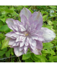 Clematis Proteus (large‑flowered) DOUBLE, cont. 2L