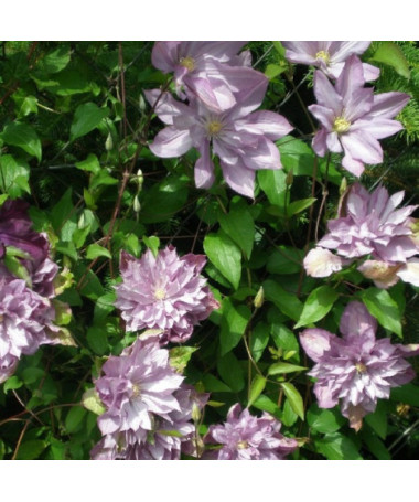 Clematis Proteus (large‑flowered) DOUBLE, cont. 2L