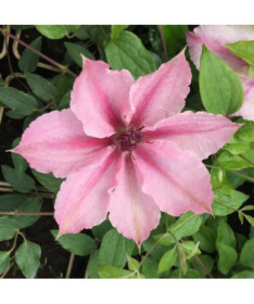 Clematis Pink Fantasy in 4L container