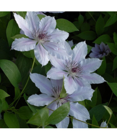 Clematis Pink Fantasy in 4L container