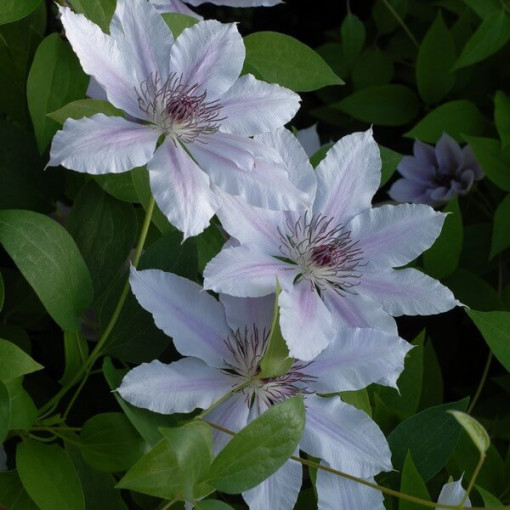 Clematis Pink Fantasy in 4L container