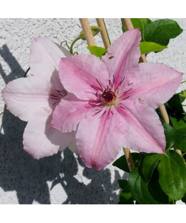 Clematis Pink Fantasy in 2L container