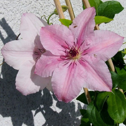 Clematis Pink Fantasy in 2L container