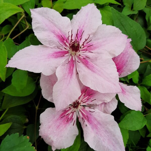 Clematis Pink Fantasy in 2L container