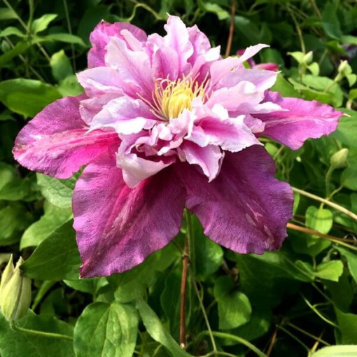 Clematis Piilu (large‑flowered) DOUBLE, 4L container