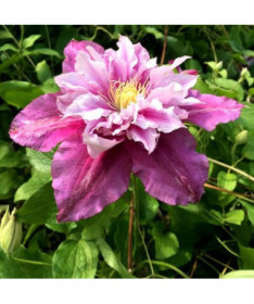 Clematis Piilu (large‑flowered) DOUBLE, 4L container