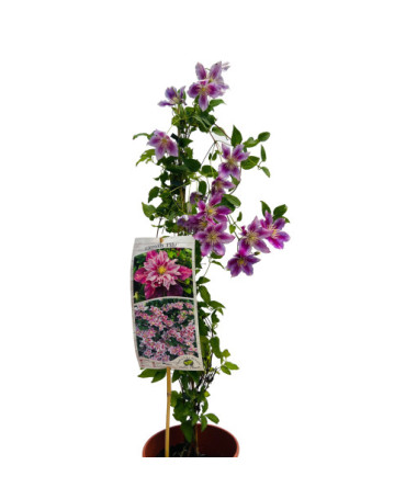 Clematis Piilu (large‑flowered) DOUBLE, 4L container