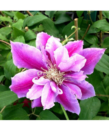 Clematis Piilu (large‑flowered) DOUBLE, 2L container