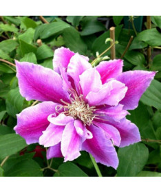 Clematis Piilu (large‑flowered) DOUBLE, 2L container