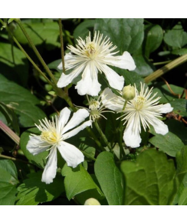 Clematis Paul Farges (botanical) FRAGRANT, 2L container