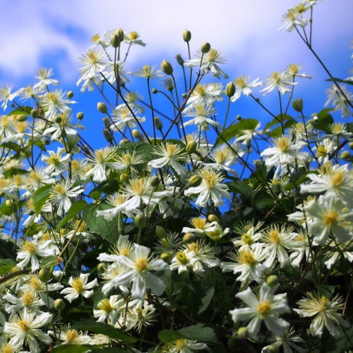 Clematis Paul Farges (botanical) FRAGRANT, 2L container