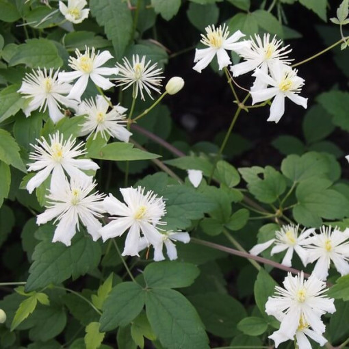Clematis Paul Farges (botanical) FRAGRANT, 2L container