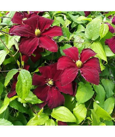 Clematis Niobe (large‑flowered) 2L container