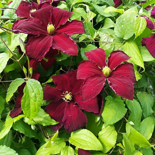 Clematis Niobe (large‑flowered) 2L container