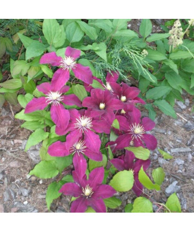 Clematis Niobe (large‑flowered) 2L container