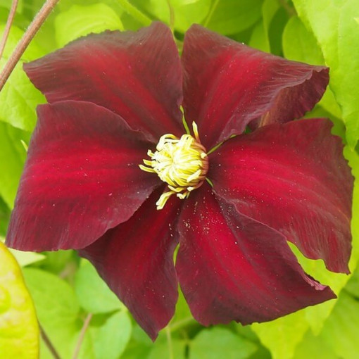 Clematis Niobe (large‑flowered) 2L container