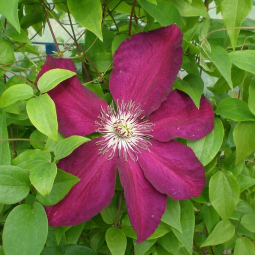 Clematis Niobe (large‑flowered) 4L container