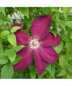 Clematis Niobe (large‑flowered) 4L container