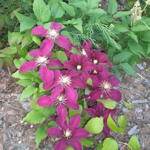 Clematis Niobe (large‑flowered) 4L container