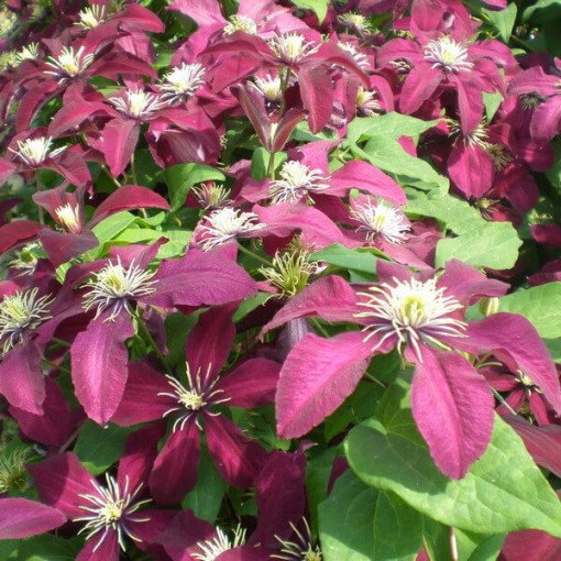 Clematis Niobe (large‑flowered) 4L container
