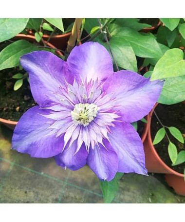 Clematis Multi Blue (large‑flowered) DOUBLE, 4L container