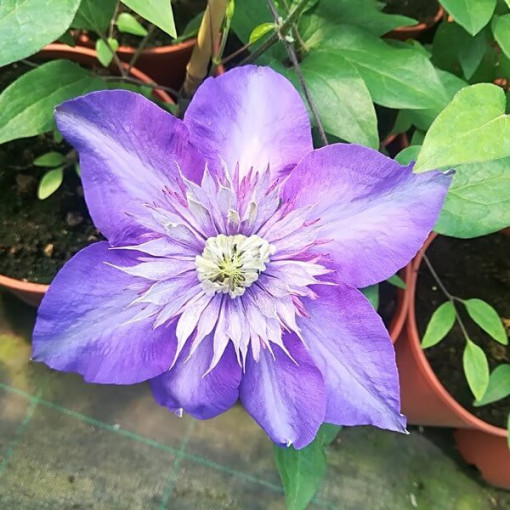 Clematis Multi Blue (large‑flowered) DOUBLE, 4L container