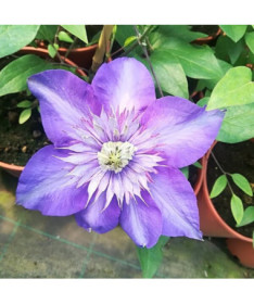 Clematis Multi Blue (large‑flowered) DOUBLE, 4L container