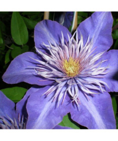 Clematis Multi Blue (large‑flowered) DOUBLE, 2L container